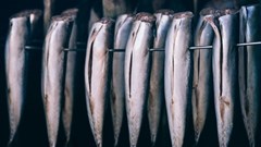 SA&#x2019;s fish exports outrun inflation, gains global traction