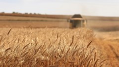 Source: meriç tuna via