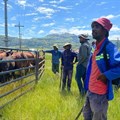 Livelihoods first in communal grazing restoration project