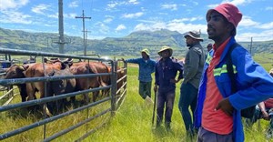 Livelihoods first in communal grazing restoration project