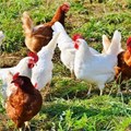 SA lifts ban on Brazilian poultry imports after bird flu contained