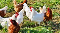 SA lifts ban on Brazilian poultry imports after bird flu contained