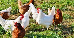 SA lifts ban on Brazilian poultry imports after bird flu contained
