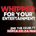 Boundless and NSPCA &#x2018;Jack the Durban July&#x2019; to expose cruelty in horse racing