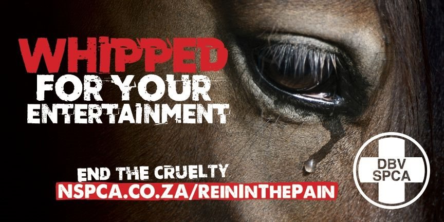 Boundless and NSPCA &#x2018;Jack the Durban July&#x2019; to expose cruelty in horse racing
