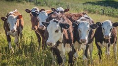 New foot-and-mouth disease outbreak confirmed in Free State