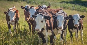 New foot-and-mouth disease outbreak confirmed in Free State
