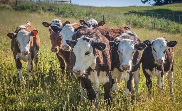 Source: Dizaphotographer via