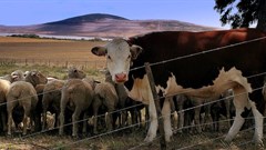 Source: Lollie-Pop via