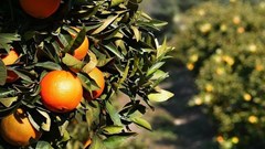 Source: prunkova via