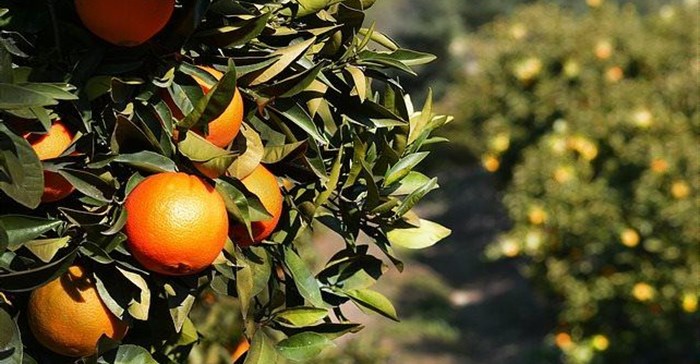 Source: prunkova via