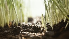 Regenerative farming takes root in SA as demand for sustainable exports grows