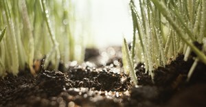 Regenerative farming takes root in SA as demand for sustainable exports grows