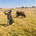 Cattle graze in Brakpan while a shepherd looks after them. Archive photo: Kimberly Mutandiro / GroundUp