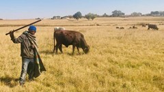 Cattle graze in Brakpan while a shepherd looks after them. Archive photo: Kimberly Mutandiro / GroundUp