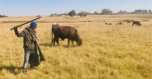 Cattle graze in Brakpan while a shepherd looks after them. Archive photo: Kimberly Mutandiro / GroundUp