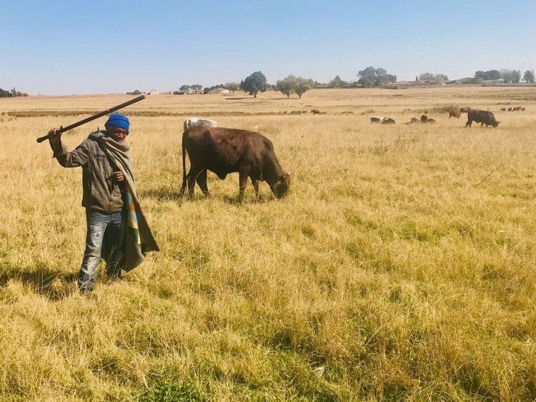 Cattle graze in Brakpan while a shepherd looks after them. Archive photo: Kimberly Mutandiro / GroundUp