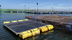 Fish deaths in Lake Victoria raise alarm over disease and antibiotic resistance