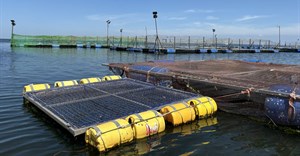 Fish deaths in Lake Victoria raise alarm over disease and antibiotic resistance