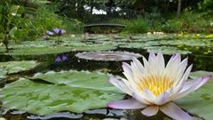 UP&#x2019;s Monet-inspired picture-perfect pond