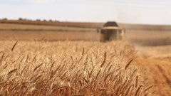 Source: meriç tuna on