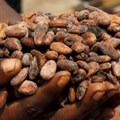 Ivory Coast cocoa grind plunges 31% in July on poor bean quality