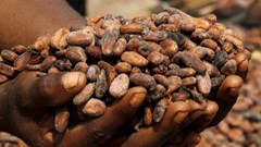 Ivory Coast cocoa grind plunges 31% in July on poor bean quality