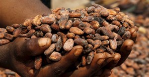 Ivory Coast cocoa grind plunges 31% in July on poor bean quality