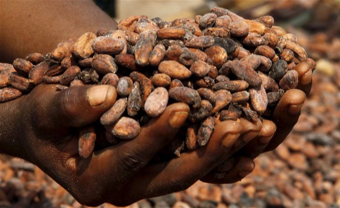 A worker holds cocoa beans at a village in N'Douci, Ivory Coast, November 26, 2015. REUTERS/Luc Gnago/File Photo