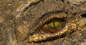 Untamed Africa celebrated on National Geographic Wild this August