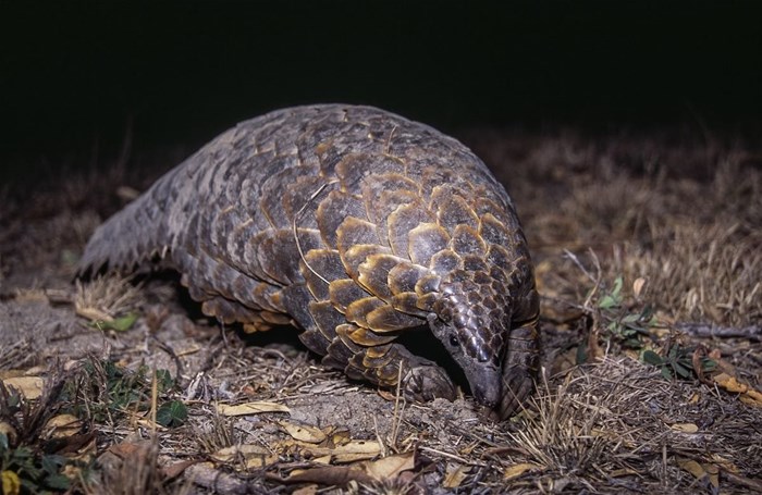 Untamed Africa celebrated on National Geographic Wild this August