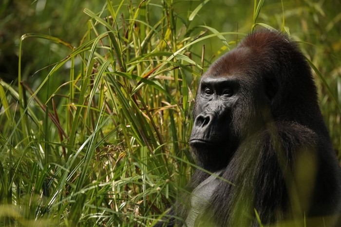 Untamed Africa celebrated on National Geographic Wild this August