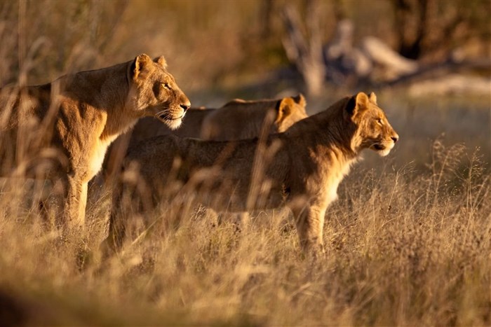 Untamed Africa celebrated on National Geographic Wild this August