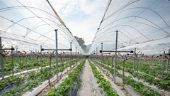 Why more farmers in SA are turning to netting for crop success