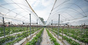 Why more farmers in SA are turning to netting for crop success