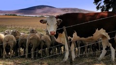 Source: Lollie-Pop via