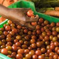 Better data strengthens food supplies in West Africa