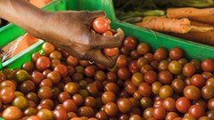 Better data strengthens food supplies in West Africa