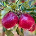 Flash Gala sets record season, boosting SA&#x2019;s apple industry