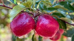 Flash Gala sets record season, boosting SA&#x2019;s apple industry