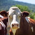 FMD outbreaks persist as government ramps up response