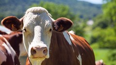 FMD outbreaks persist as government ramps up response