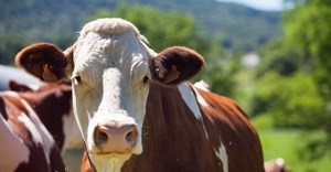 FMD outbreaks persist as government ramps up response