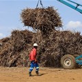 SA sugar farmers hit by US tariffs and cheap imports