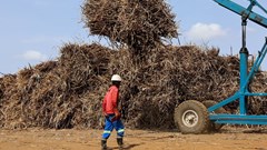 SA sugar farmers hit by US tariffs and cheap imports