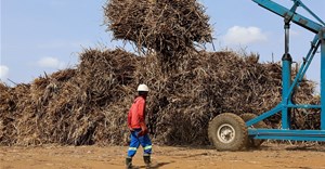 SA sugar farmers hit by US tariffs and cheap imports