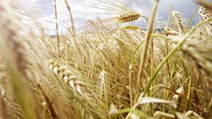 Another strong quarter as agriculture GDP surges 2.8% in Q2 2025