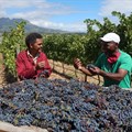 Mentorship drives diversity in South Africa&#x2019;s wine industry