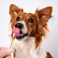 Celebrate Heritage Month with dotsure.co.za’s dog DNA test guide