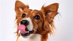 Celebrate Heritage Month with dotsure.co.za&#x2019;s dog DNA test guide